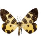 GEOMETRIDAE
