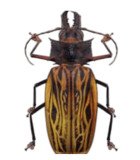 CERAMBYCIDAE