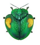 CHRYSOMELIDAE