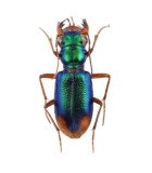 CICINDELIDAE