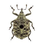 CURCULIONIDAE