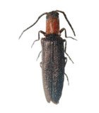 ELATERIDAE