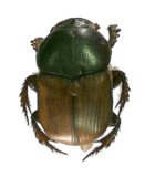 SCARABAEIDAE