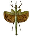 FHASMIDAE(STICK)