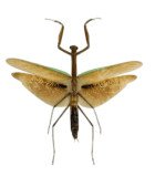 MANTIDAE ( MANTIS)
