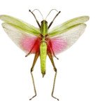 ORTHOPTERA (GRASHOPPERS)