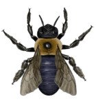 HYMENOPTERA(BEES,ANTS)