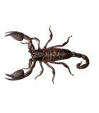 SCORPIONOIDEA
