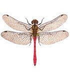 ODONATA