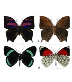 wholesale Nymphalidae