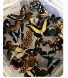 Wholesale papilionidae