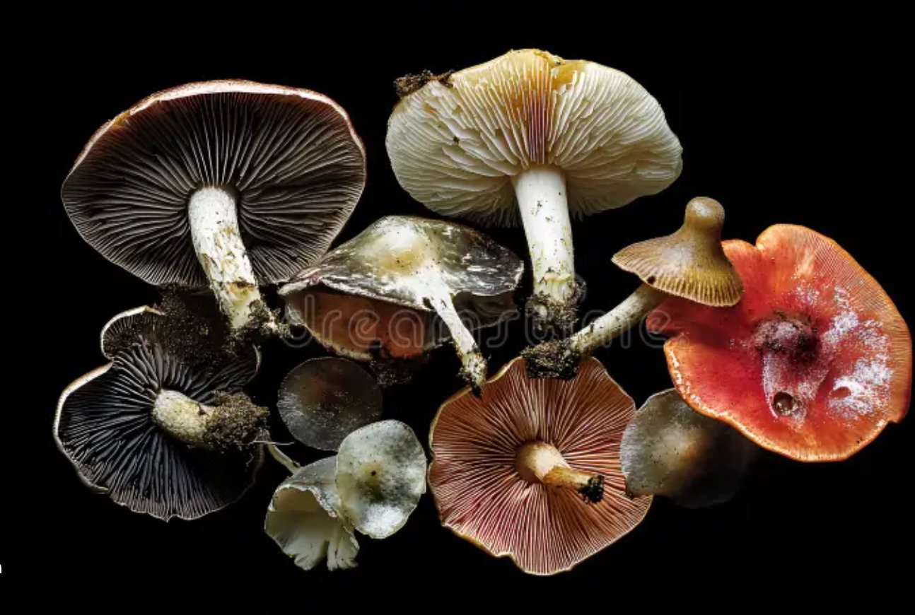 Hongos & Productos Naturales