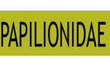 Papilionidae