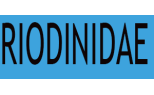 Riodinidae