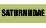 Saturniidae