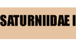 Saturniidae 1