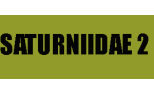 Saturniidae 2