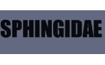 Sphingidae