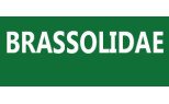 Brassolidae