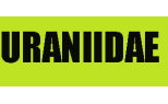 Uraniidae