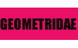 Geometridae