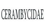 Cerambycidae