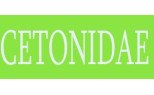 Cetoniidae