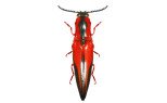 Elateridae
