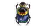 Scarabaeidae