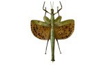 Fhasmidae (stick)