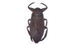 Hemiptera
