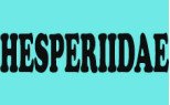 Hesperiidae