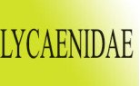 Lycaenidae