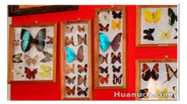 HOUSE INSECTS OF PERU HOUSE INSECTS OF PERU